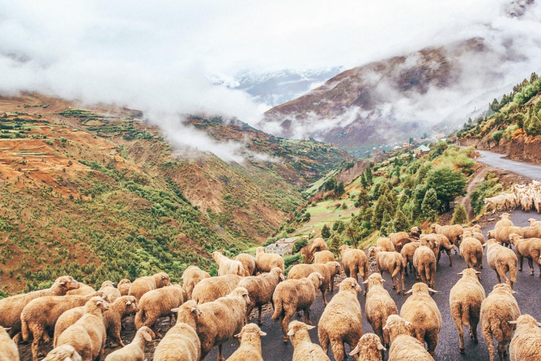 Looking for the Travel to India Customized truly remarkable travel experience holiday packages in India, you are at the right place. Simply, modify your chosen vacation tour package and get in touch with Travel Adventure India its leading tour operators in India, and they are provides domestic and international holiday packages at lowest price